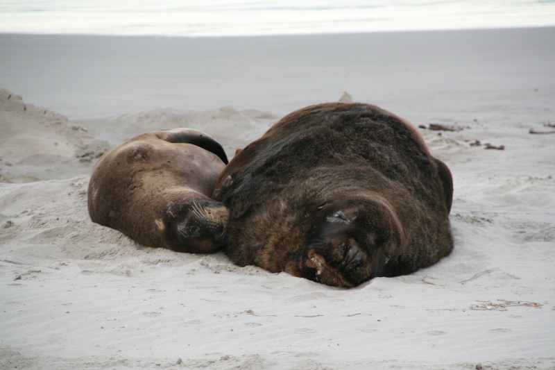 Nieuw-Zeeland 2011 - 2005
